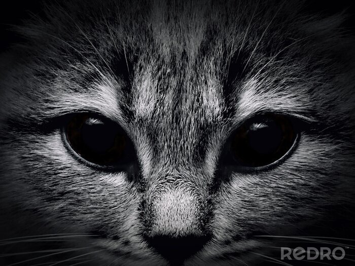 Sticker  Thème noir et blanc avec un chat