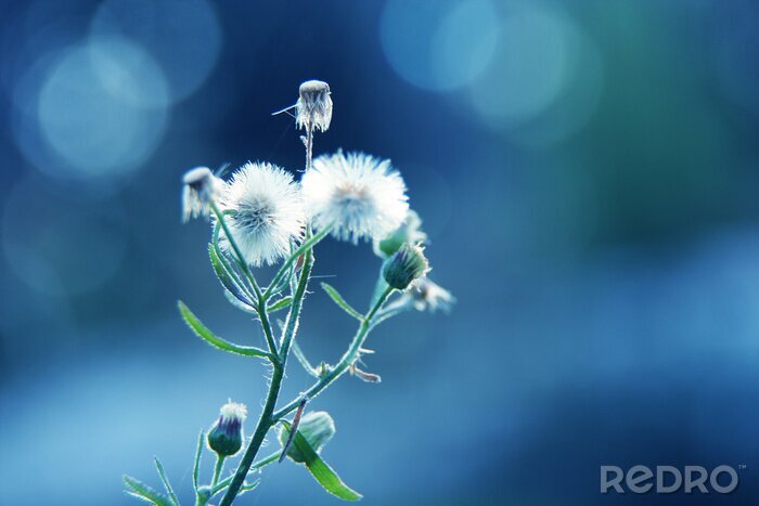 Sticker  Tige de pissenlit sur un fond bleu