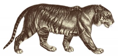 Sticker  Tiger