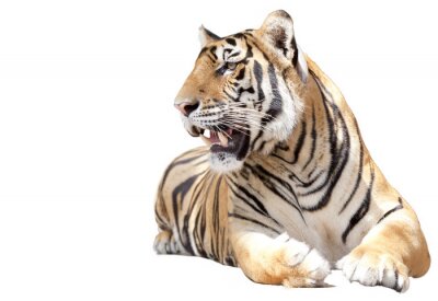Sticker  Tiger assis