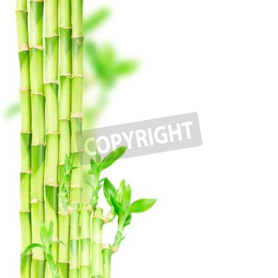 Sticker  Tiges de bambou vert et bordure d'avant-toit isolé sur fond blanc