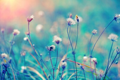 Poster  Tiges et herbes des champs sur fond turquoise