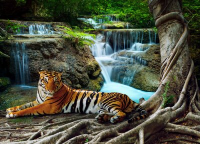 Tigre à la chute d'eau
