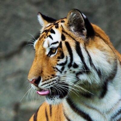 Sticker  Tigre avec langue arrière-plan flou