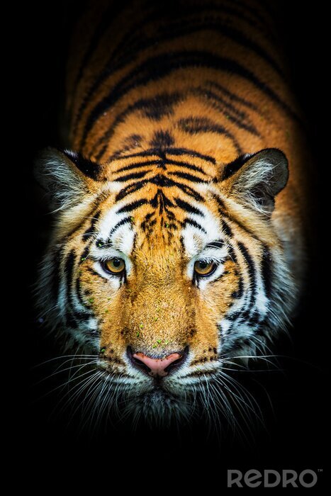 Sticker  Tigre avec moustache blanche fond noir