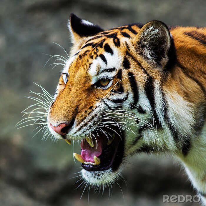 Sticker  Tigre avec portrait bouche ouverte