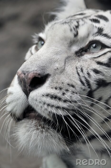 Sticker  Tigre blanc animal sauvage
