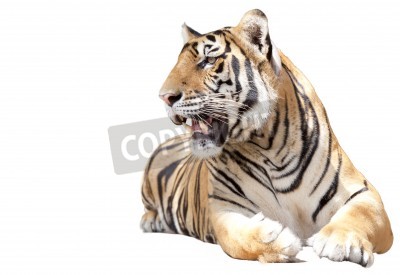 Sticker  Tigre couché sur fond blanc