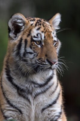 Sticker  Tigre de Sibérie avec des taches blanches autour des yeux