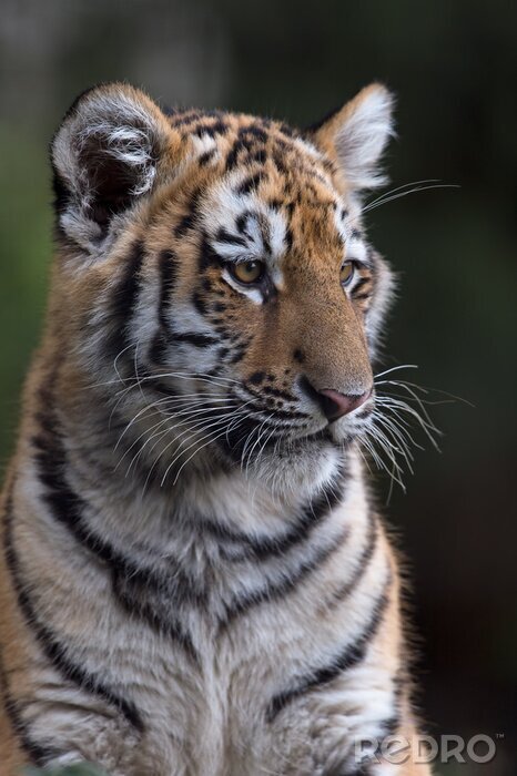 Sticker  Tigre de Sibérie avec des taches blanches autour des yeux