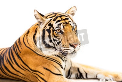 Sticker  Tigre de Sibérie couché