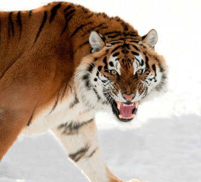 Sticker  Tigre de Sibérie grognant