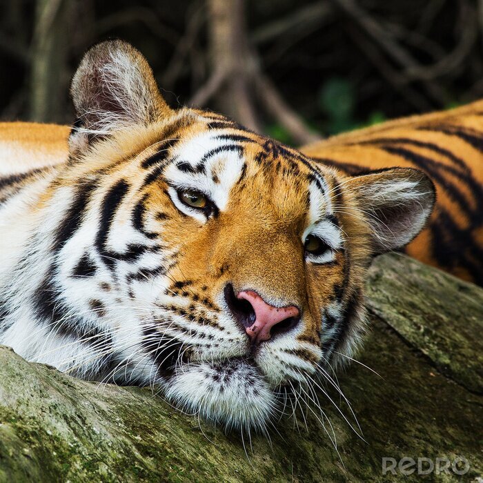 Sticker  Tigre doré aux yeux fermés