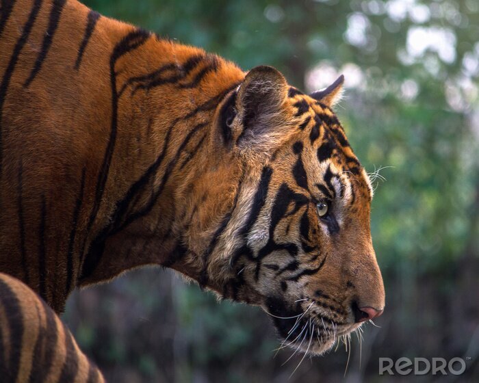 Sticker  Tigre du Bengale arrière-plan forêt