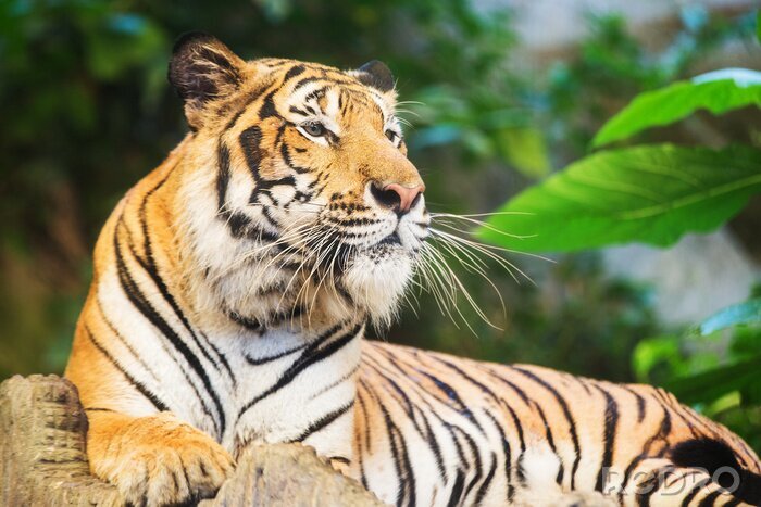 Sticker  Tigre du Bengale parmi la verdure
