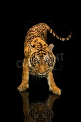 Sticker  Tigre en mouvement arrière-plan foncé