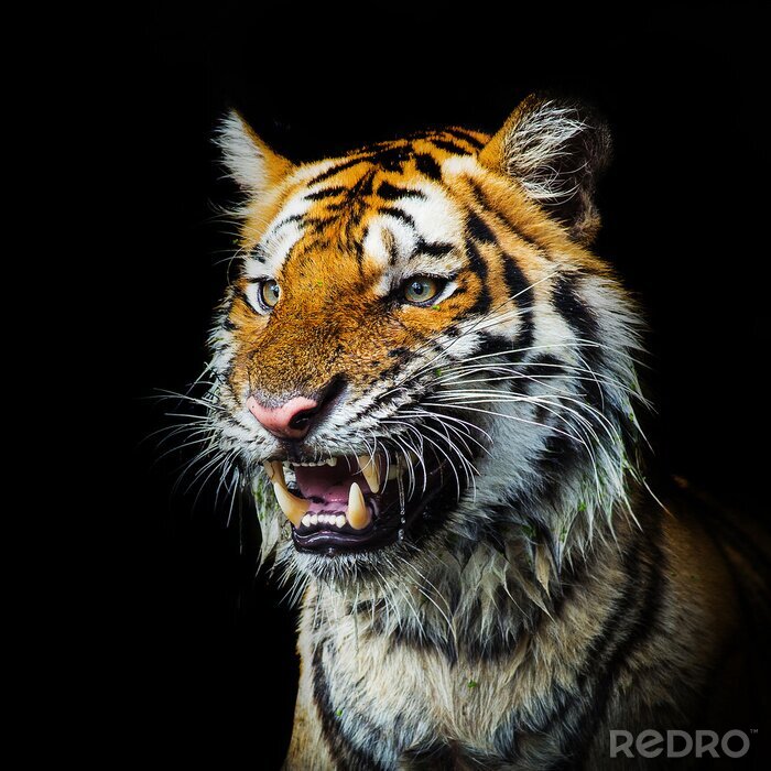 Sticker  Tigre menaçant visage bouche ouverte