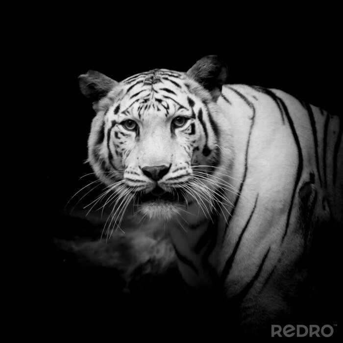 Sticker  Tigre noir et blanc