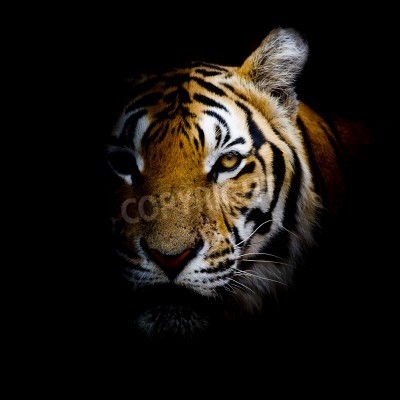 Sticker  Tigre sortant de l'ombre