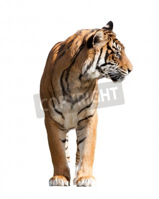 Sticker  Tigre sur fond blanc