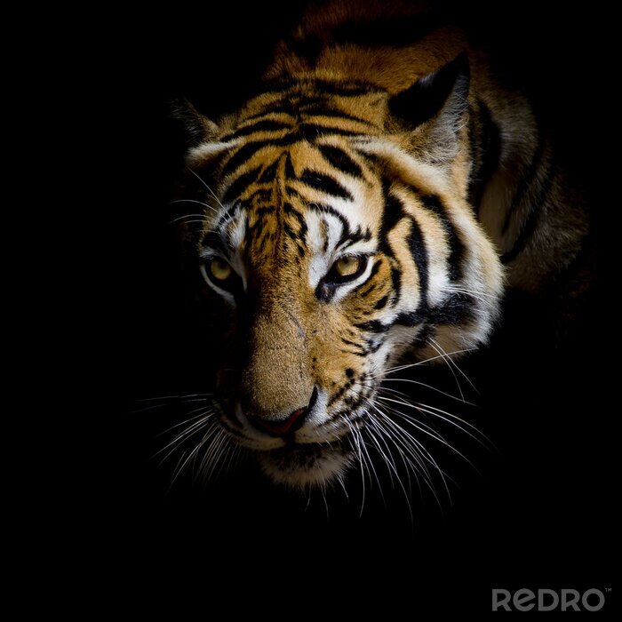 Sticker  Tigre sur fond noir
