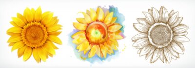 Sticker  Tournesol en trois variantes