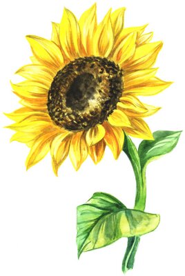 Sticker  Tournesol peint