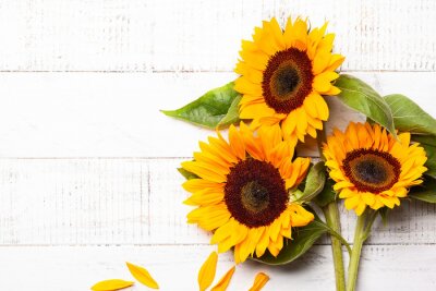 Sticker  Tournesols allongés sur des tableaux blancs