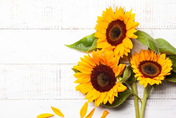 Sticker  Tournesols allongés sur des tableaux blancs