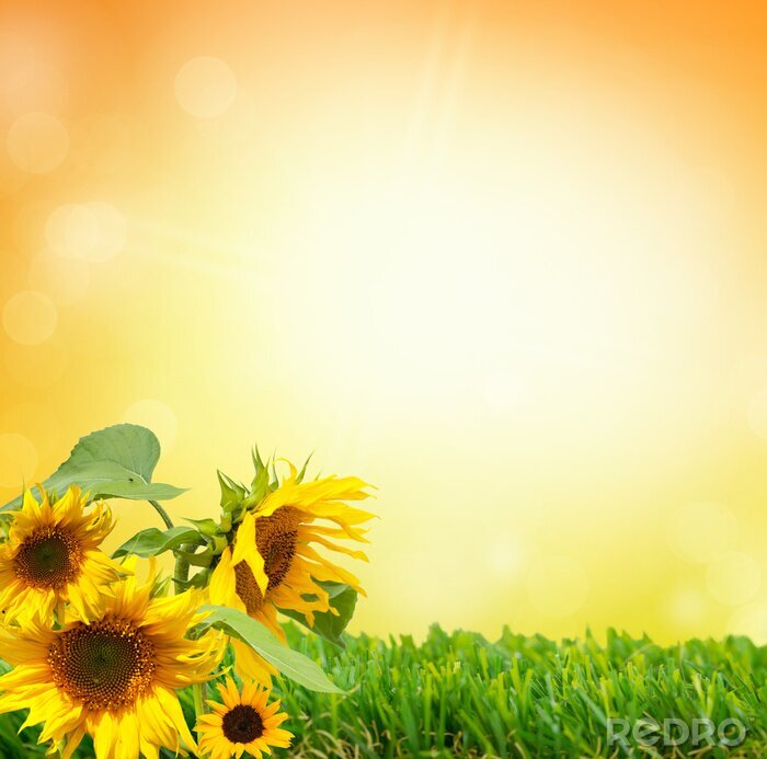 Sticker  Tournesols sur l'herbe verte