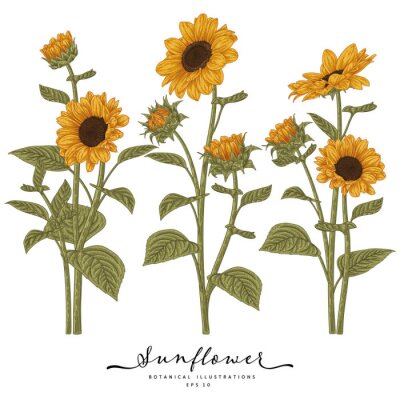 Sticker  Tournesols sur une illustration botanique