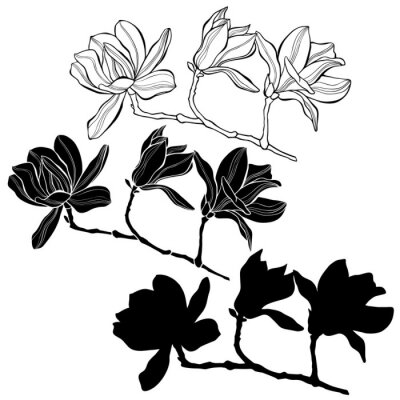Sticker  Trois brindilles de magnolia différentes
