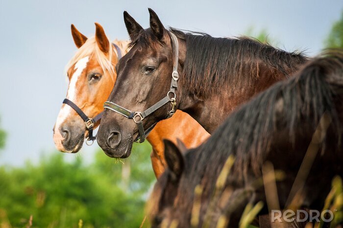 Sticker  Trois chevaux dans la prairie