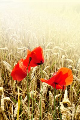 Trois coquelicots rouges sur fond de céréales mûres