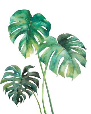 Trois feuilles vertes de monstera