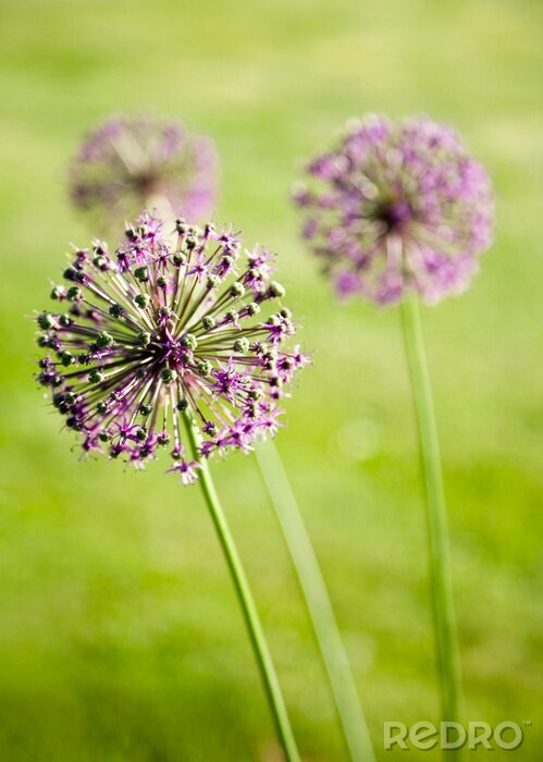 Sticker  Trois fleurs lilas sur fond vert