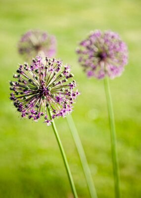 Sticker  Trois fleurs lilas sur fond vert