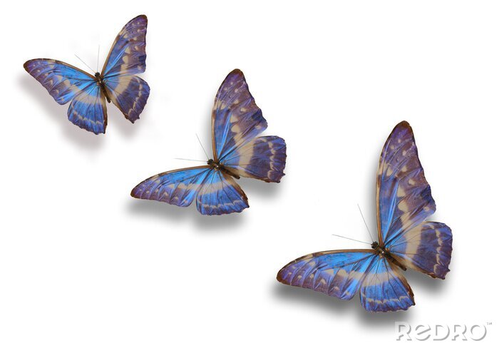 Sticker  Trois insectes assis