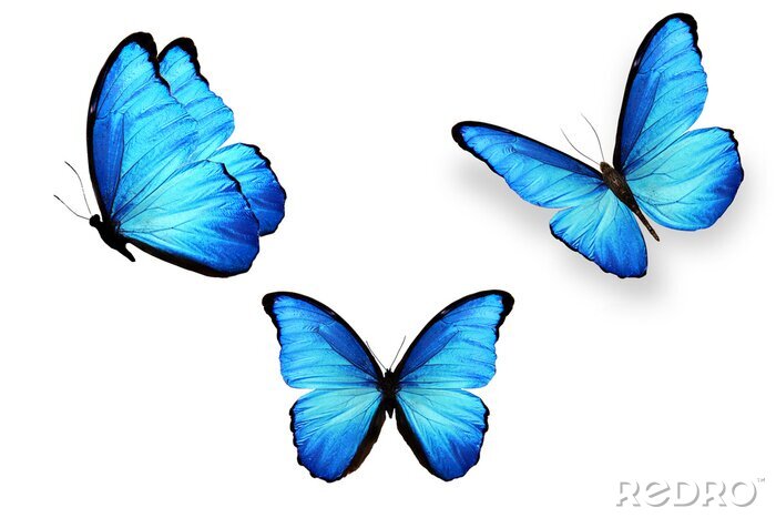 Sticker  Trois papillons aux ailes bleu clair