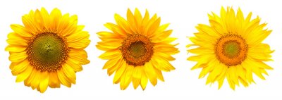 Sticker  Trois tournesols côte à côte