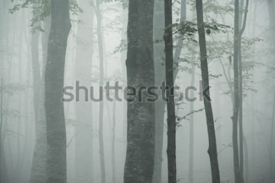 Sticker  troncs de hêtre dans un brouillard épais