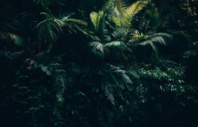 Sticker  Tropical leaves background,jungle leaf garden