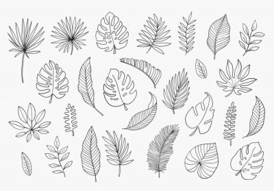 Sticker  Tropical Leaves in doodle style. Vector hand drawn black line design elements. Exotic summer botanical illustrations. Monstera leaves, palm, banana leaf.