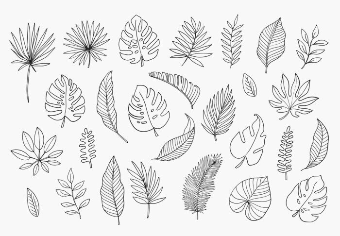 Sticker  Tropical Leaves in doodle style. Vector hand drawn black line design elements. Exotic summer botanical illustrations. Monstera leaves, palm, banana leaf.