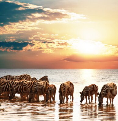 Troupeau d'animaux dans l'eau