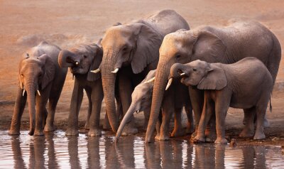 Troupeau d'éléphants au bord de l'eau