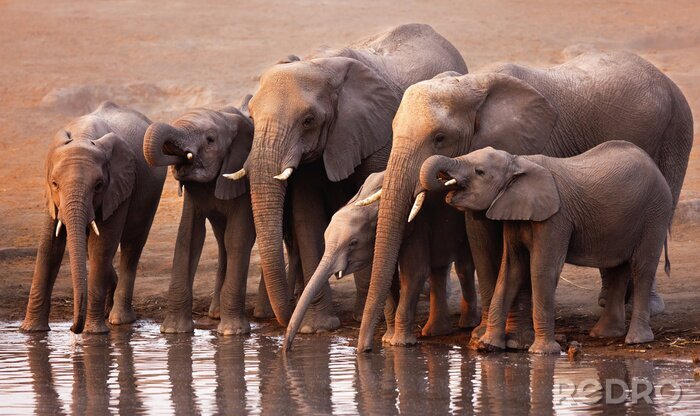 Sticker  Troupeau d'éléphants au bord de l'eau