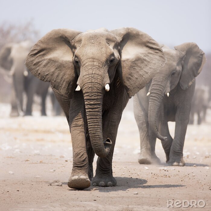 Sticker  Troupeau d'éléphants en marche