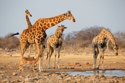 Sticker  Troupeau de girafes (camelopardalis de Giraffa) à un waterhole, parc national d'Etosha, Namibie.