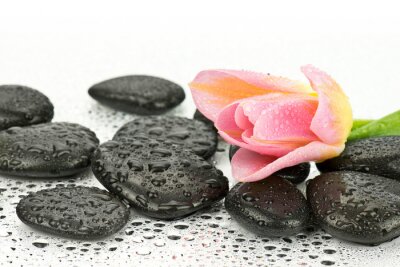 Sticker  Tulipan na kamieniach faire spa